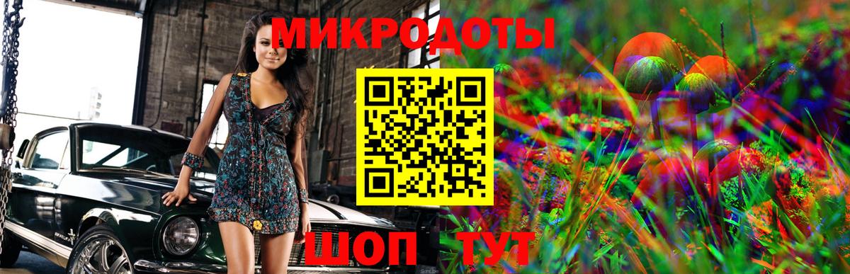 Псилоцибиновые грибы Psilocybe Майкоп