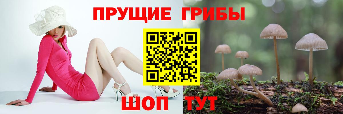 Псилоцибиновые грибы мицелий  Вход с VPN  Майкоп 